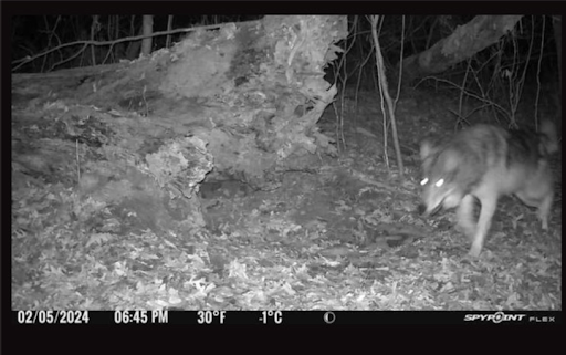 A Wolf running at night